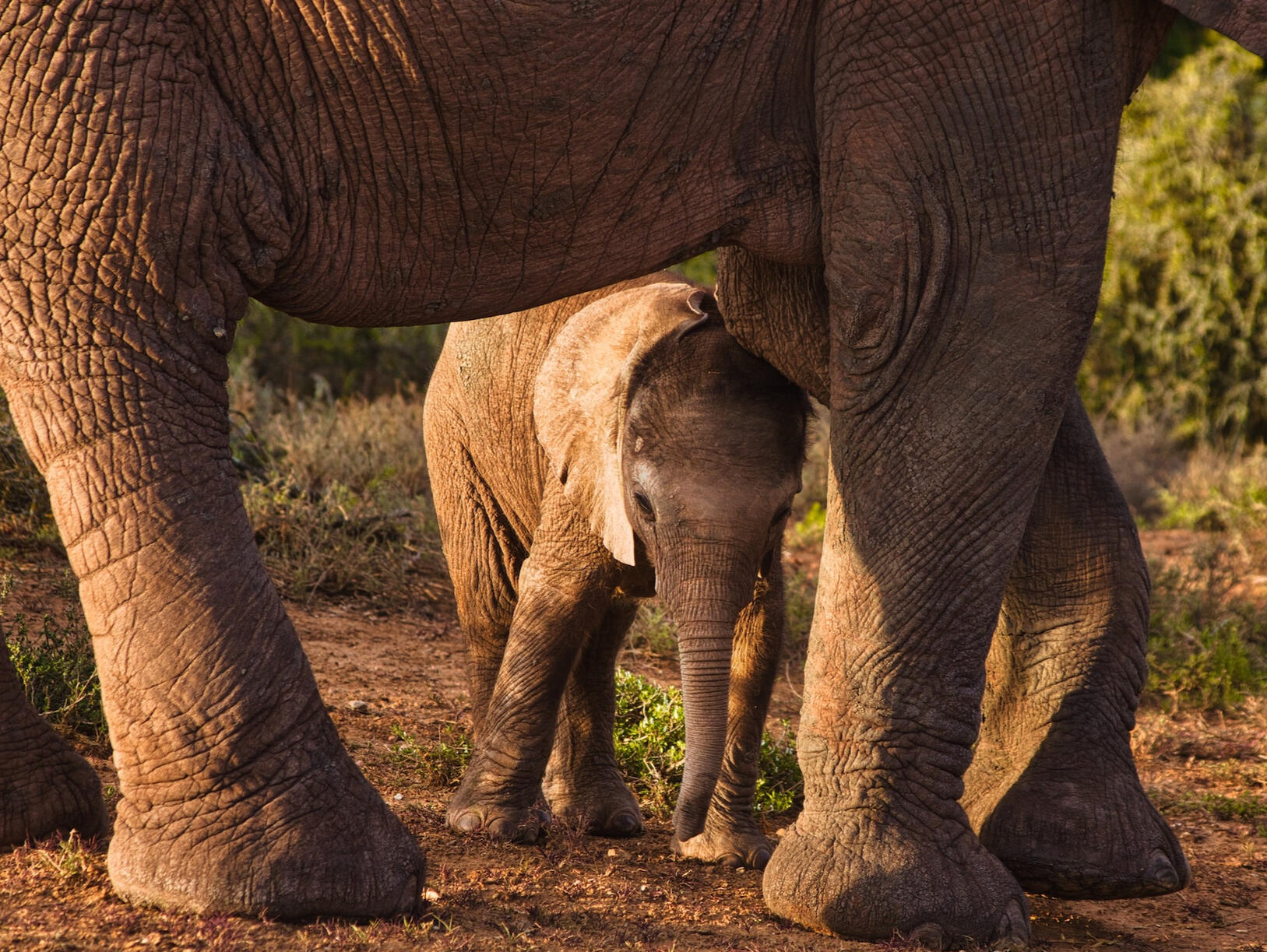 Elephants at Addo