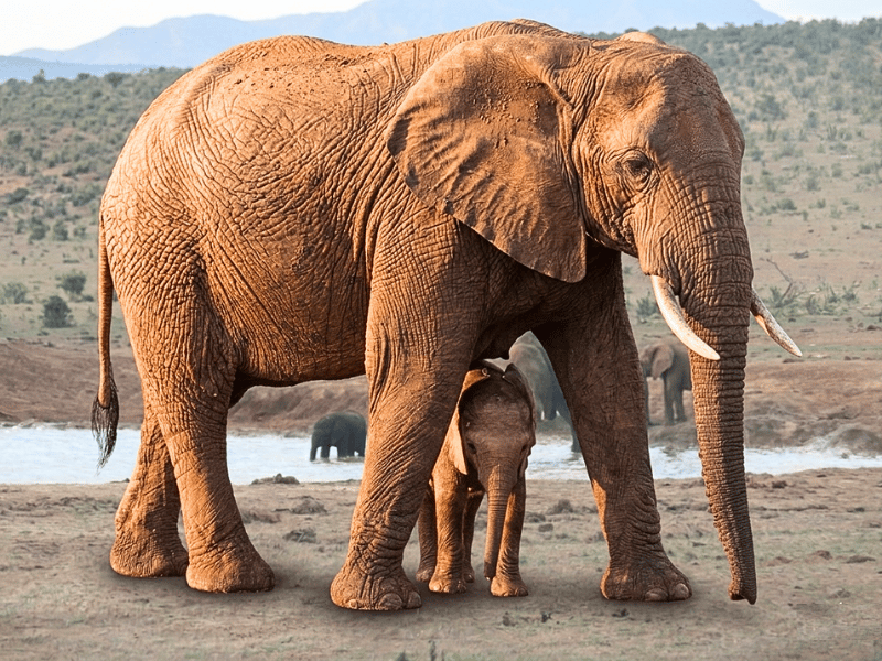 Addo Elephant Tours